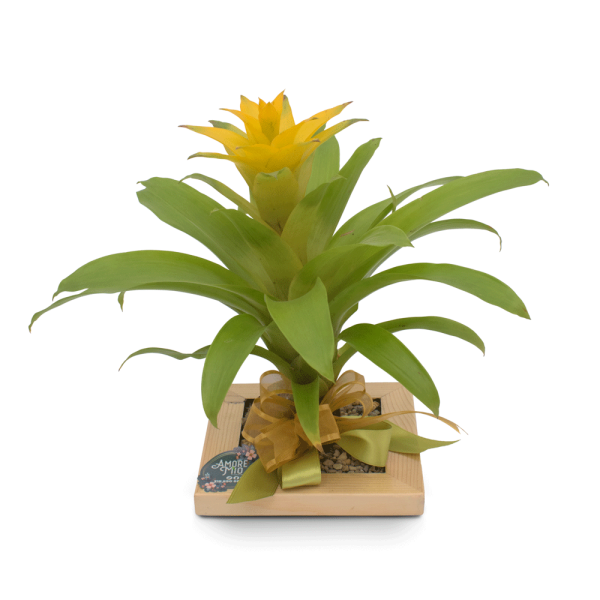 BROMELIA