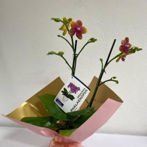 ORCHIDEA PHALAENOPSIS - ORQUÍDEA PALAENOPSIS